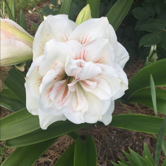 Meet your Posher, Bernice - Picture 7 of 12